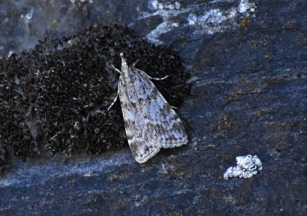 Falena da identificare 2: Crambidae